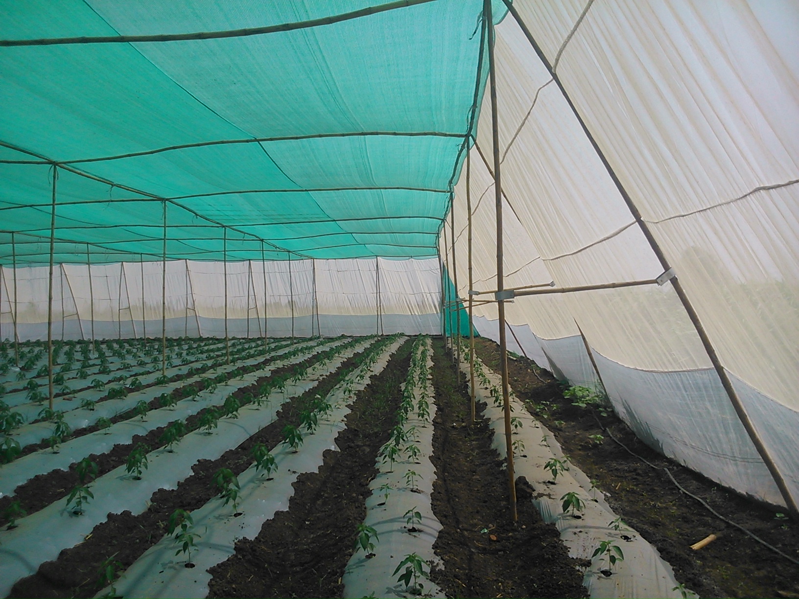 Shade Nets manufactured by B&V Agro Irrigation Co